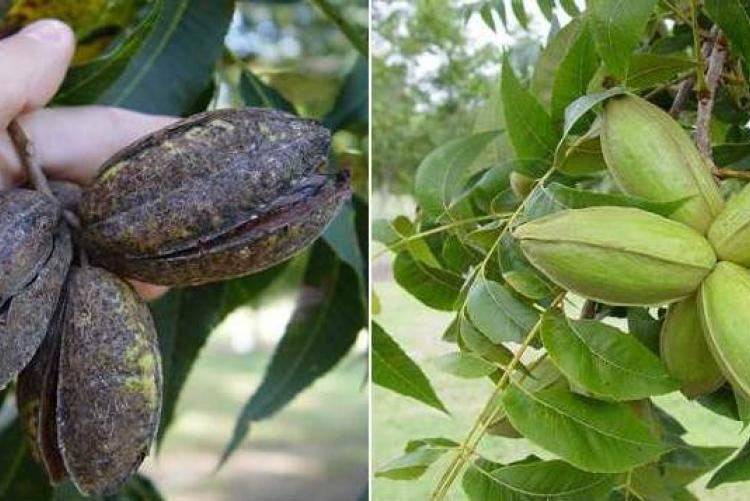 Pecan Nuts (left) showing Susceptibility to Pecan Scab and Resistant Nuts (right) Free of Infection