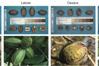Nuts and nut clusters of the four reference genomes (Photo credit: USDA ARS)