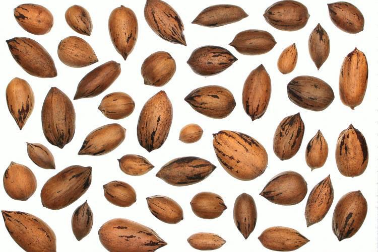 Pecans of different sizes and shapes