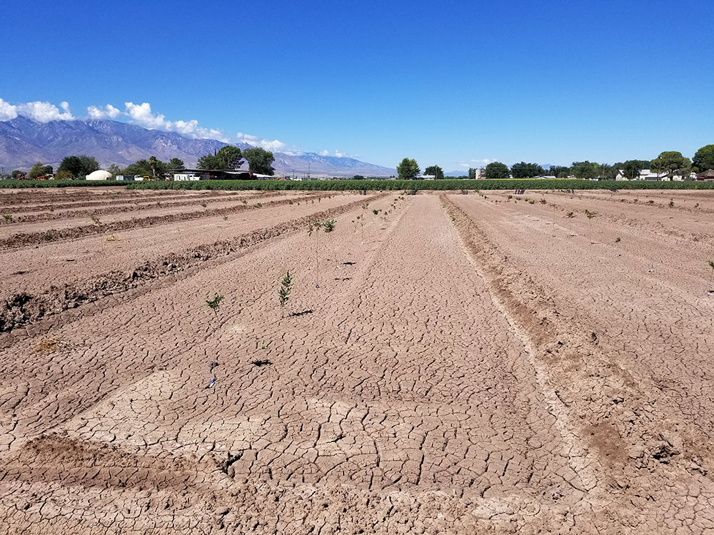 Seedlings undergoing stress tolerance evaluation