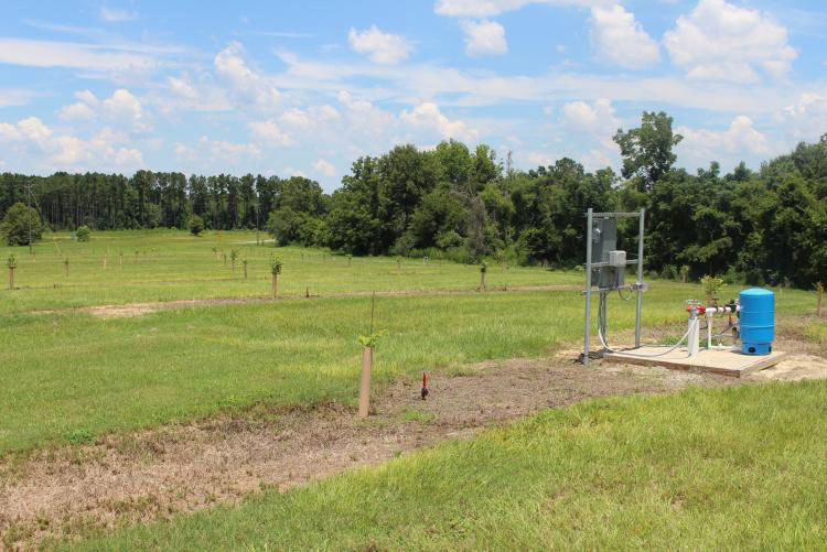 Pecan population in a field 